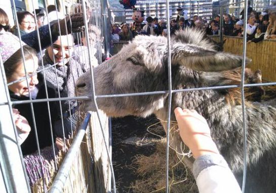 Los burros fueron expuestos junto a otros animales en la plaza Okendo (FOTO: AINARA RUEDA) Los burros fueron expuestos junto a otros animales en la plaza Okendo (FOTO: AINARA RUEDA)
