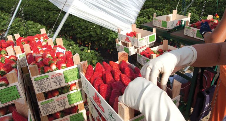 Fresón de Palos con certificación sostenible Fresón de Palos con certificación sostenible