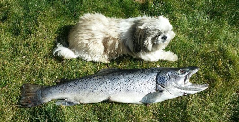 El ejemplar de trucha gigante al lado de un perro El ejemplar de trucha gigante al lado de un perro