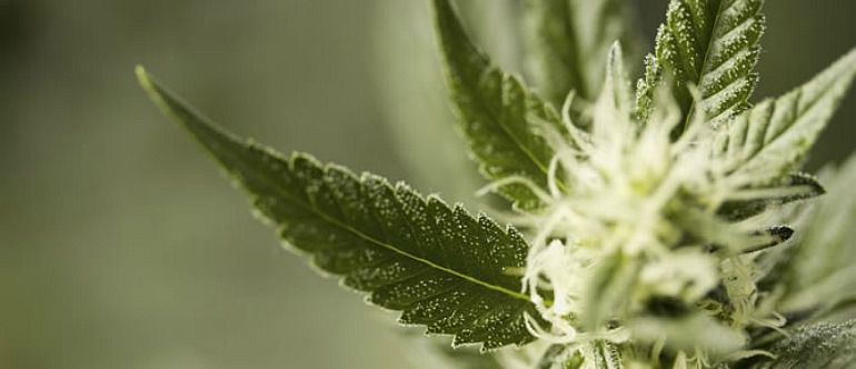 ¿Club de cannabis o cooperativa para distribuir porros? ¿Club de cannabis o cooperativa para distribuir porros?