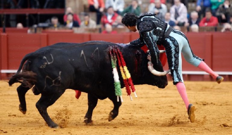 Feria de Abril: Oliva Soto, operado de una cornada envainada que sufrió en la Maestranza el pasado miércoles de preferia: Oliva Soto, intervenido de una cornada envainada Feria de Abril: Oliva Soto, operado de una cornada envainada que sufrió en la Maestranza el pasado miércoles de preferia: Oliva Soto, intervenido de una cornada envainada
