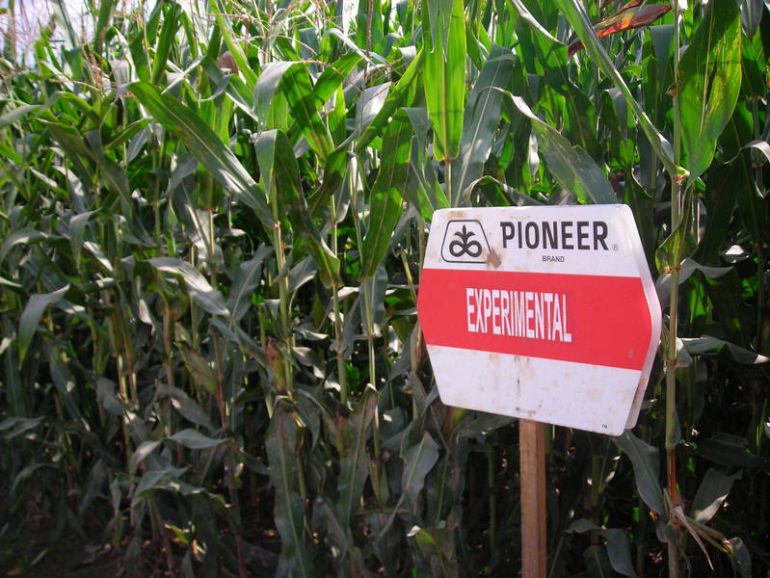 Cultivar blat de moro transgènic al costat del convencional sense risc de contaminació és possible Cultivar blat de moro transgènic al costat del convencional sense risc de contaminació és possible