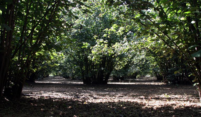 Camp d'avellaners. Camp d'avellaners.