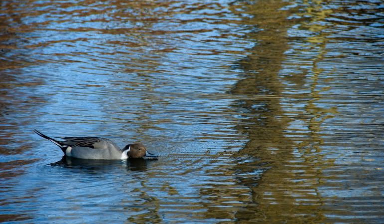 Laguna del Hito. Laguna del Hito.