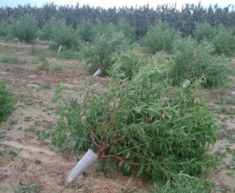 La tormenta del viernes dañó gravemente también a los frutales. La tormenta del viernes dañó gravemente también a los frutales.