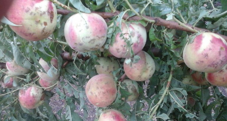 Camp de pomeres de Sunyer, afectat per la pedregada del 31 de juliol. Camp de pomeres de Sunyer, afectat per la pedregada del 31 de juliol.