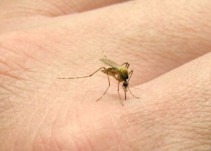 "Indicios" de mosquito tigre en Irun
