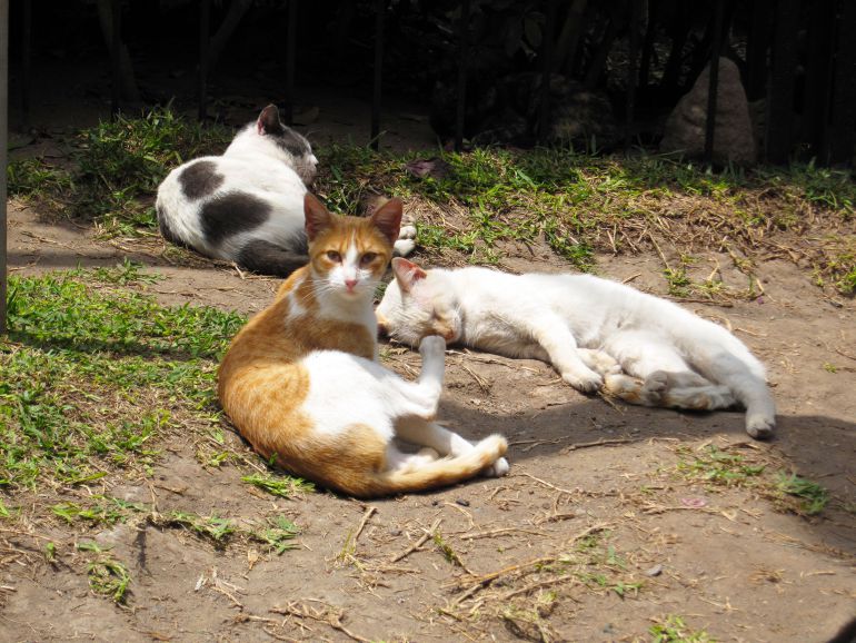 Las protectoras apuestan por la esterilizaci&oacute;n animal