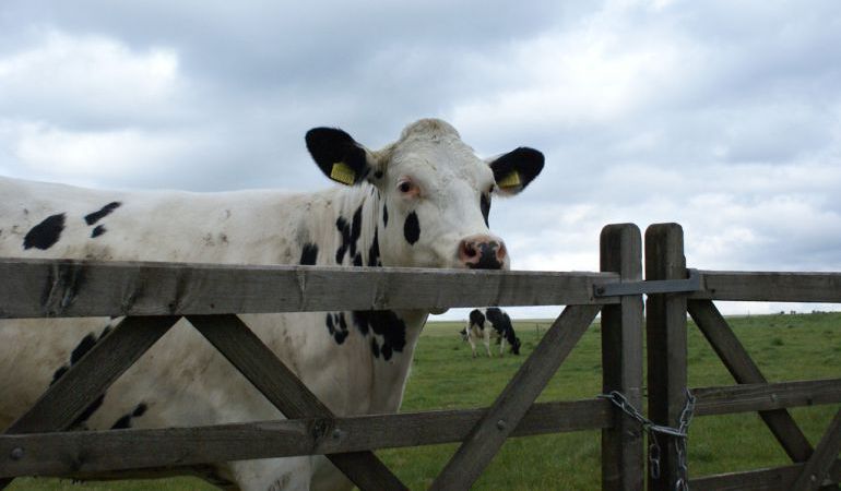 La guerra de la leche La guerra de la leche