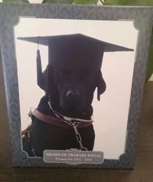 Perro guía de Arturo Díaz Perro guía de Arturo Díaz