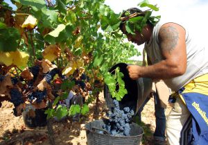 La excelente calidad de la uva compensa la menor producción: La excelente calidad de la uva compensa la menor producción La excelente calidad de la uva compensa la menor producción: La excelente calidad de la uva compensa la menor producción