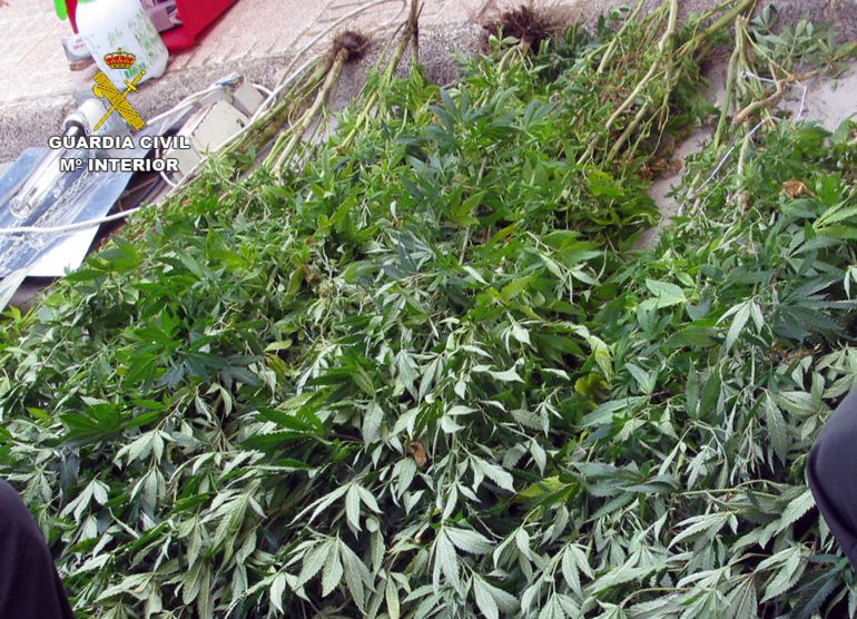 Desmantelan otro invernadero de Cannabis Desmantelan otro invernadero de Cannabis