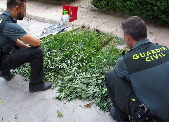 Desmantelan otro invernadero de Cannabis Desmantelan otro invernadero de Cannabis