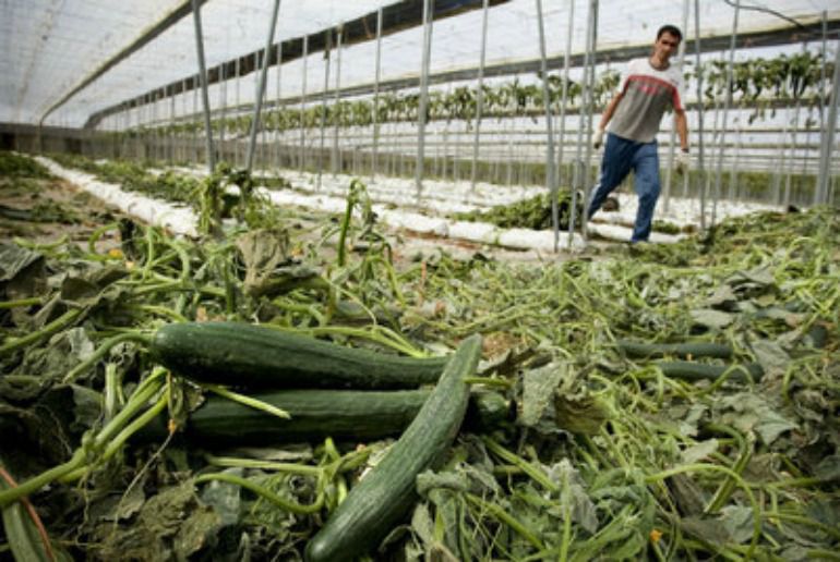 Una sentencia ordena al gobierno de Hamburgo a indemnizar a los agricultores Málaga por la crisis del pepino: Una sentencia ordena al gobierno de Hamburgo a indemnizar a los agricultores malagueños por la crisis del pepino Una sentencia ordena al gobierno de Hamburgo a indemnizar a los agricultores Málaga por la crisis del pepino: Una sentencia ordena al gobierno de Hamburgo a indemnizar a los agricultores malagueños por la crisis del pepino