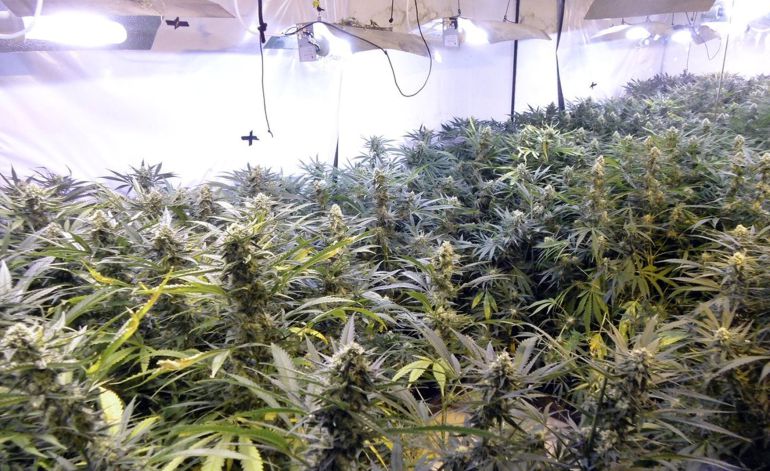 Una de les habitacions de la casa, plena de marihuana, en una imatge del dijous 22 d'octubre de 2015. (Horitzontal) Una de les habitacions de la casa, plena de marihuana, en una imatge del dijous 22 d'octubre de 2015. (Horitzontal)