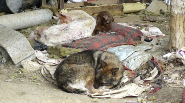 Encarcelado un año por matar de hambre a su perro en Palma Encarcelado un año por matar de hambre a su perro en Palma