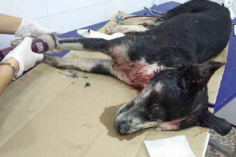 Se investiga un posible caso de maltrato animal en Abarán Se investiga un posible caso de maltrato animal en Abarán