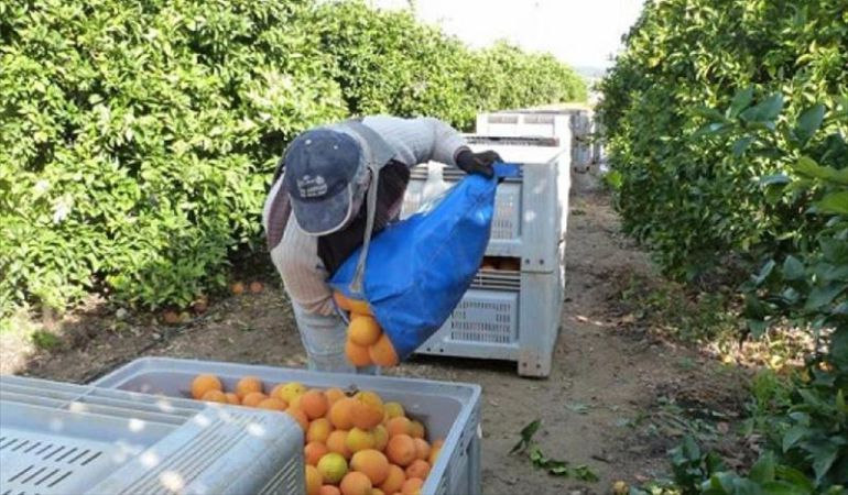 La Generalitat perseguirá y sancionará los contratos irregulares en el campo La Generalitat perseguirá y sancionará los contratos irregulares en el campo