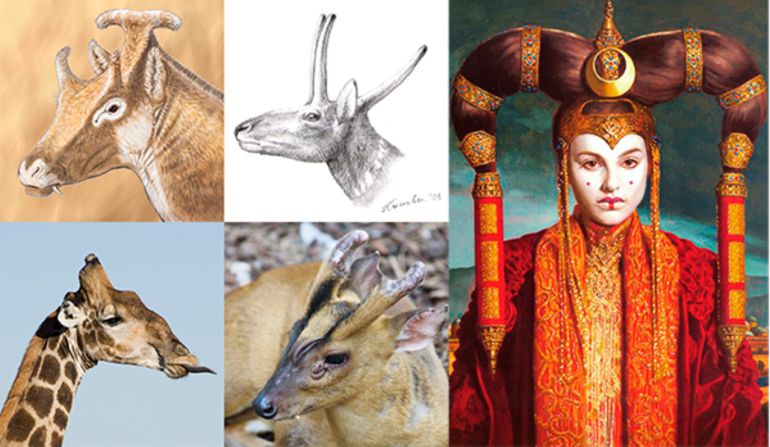 El rumiante de Cuenca que se parecía a la reina Amidala: El rumiante de Cuenca que se parecía a la reina Amidala El rumiante de Cuenca que se parecía a la reina Amidala: El rumiante de Cuenca que se parecía a la reina Amidala