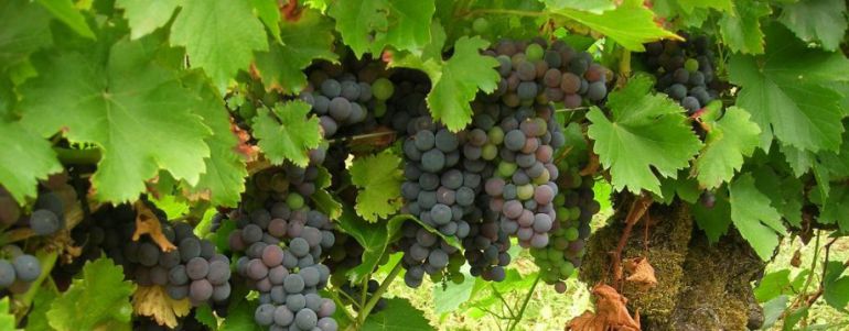 El 30% de nuestro vino se exporta El 30% de nuestro vino se exporta