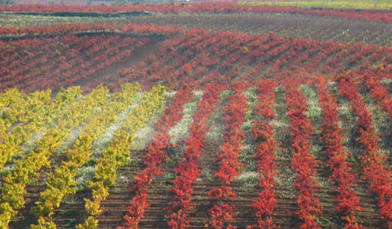 Requena-Utiel, una cultura milenaria en torno al vino: Una cultura milenaria en torno al vino Requena-Utiel, una cultura milenaria en torno al vino: Una cultura milenaria en torno al vino