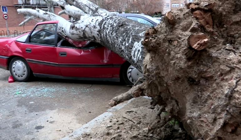 Imagen de televisión del árbol caído hoy sobre un coche aparcado en la calle Alegría de Oria, en el barrio de San Blas en Madrid, a causa de las fuertes rachas de viento de hasta 70 kilómetros por hora registradas en la ciudad Imagen de televisión del árbol caído hoy sobre un coche aparcado en la calle Alegría de Oria, en el barrio de San Blas en Madrid, a causa de las fuertes rachas de viento de hasta 70 kilómetros por hora registradas en la ciudad