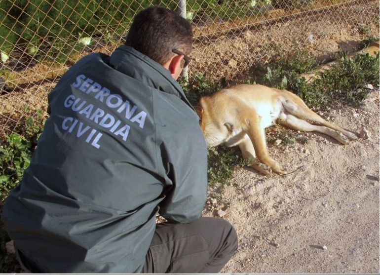Libera aplaude la detención de dos jóvenes en O Porriño por abandonar un perro Libera aplaude la detención de dos jóvenes en O Porriño por abandonar un perro