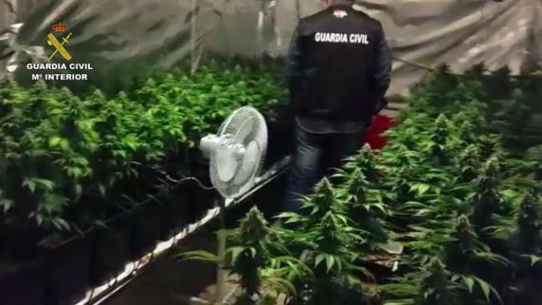 Detenido por cultivar centenares de plantas de marihuana Detenido por cultivar centenares de plantas de marihuana