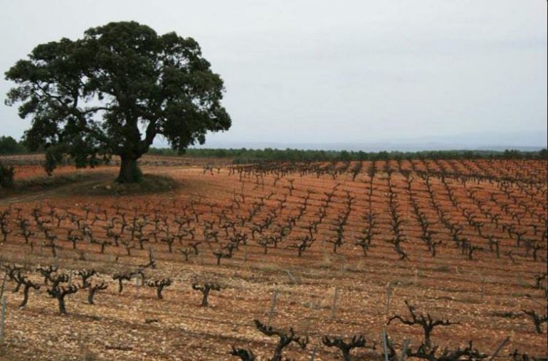 Batalla de denominaciones de origen de vinos de la Comunitat Valenciana: El vino acaba en el Supremo Batalla de denominaciones de origen de vinos de la Comunitat Valenciana: El vino acaba en el Supremo