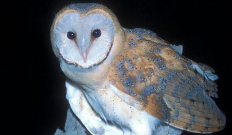 La extinción se cierne sobre cinco especies de aves La extinción se cierne sobre cinco especies de aves