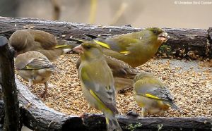 Las aves llegan con retraso a Urdaibai Las aves llegan con retraso a Urdaibai