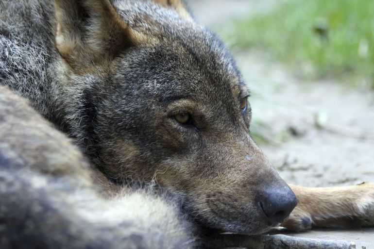 Lobo ibérico Lobo ibérico