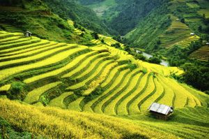 Arrozales dispuestos en terrazas, imagen característica de Vietnam Arrozales dispuestos en terrazas, imagen característica de Vietnam