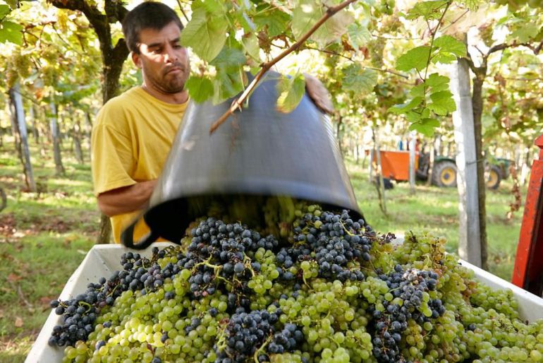 Tiempo de txakoli Tiempo de txakoli