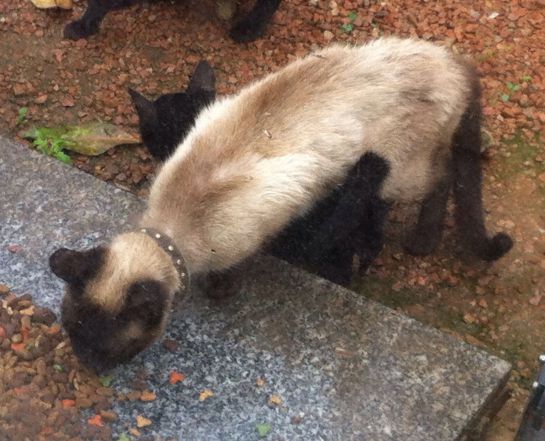 "Siamesa" una gata perdida que busca a sus dueños