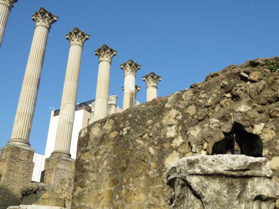 Los gatos del Templo Romano se han convertido en una atractivo más para los turistas Los gatos del Templo Romano se han convertido en una atractivo más para los turistas