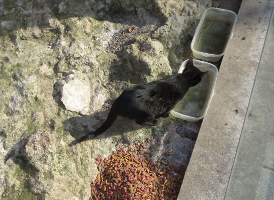 Vecinos y amigos de los animales les proporcionan comida y agua fresca Vecinos y amigos de los animales les proporcionan comida y agua fresca