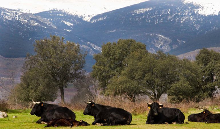 La climatología impropia de esta época del año, está provocando serios problemas en la naturaleza La climatología impropia de esta época del año, está provocando serios problemas en la naturaleza