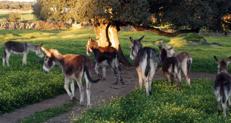 Uno de los grupos de burros en un prado