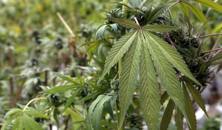Un bebé de 14 meses se recupera en el Hospital de Alicante por consumo de marihuana Un bebé de 14 meses se recupera en el Hospital de Alicante por consumo de marihuana