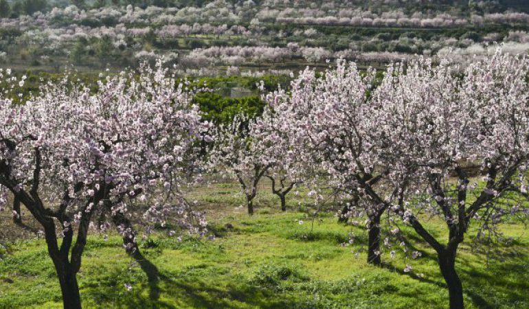 Almendros en flor en la montaña de Alicante Almendros en flor en la montaña de Alicante