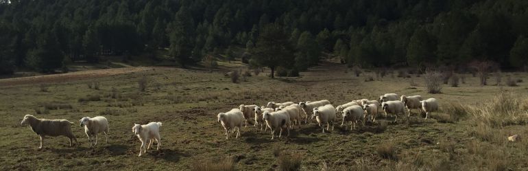 Se buscan pastores en la Alcarria conquense Se buscan pastores en la Alcarria conquense