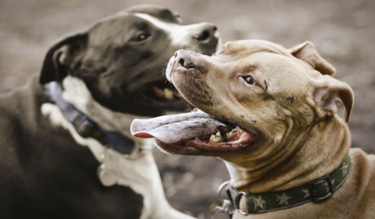 Atacado por dos pitbulls Atacado por dos pitbulls