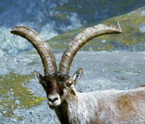 Ejemplar de cabra montés en Gredos Ejemplar de cabra montés en Gredos