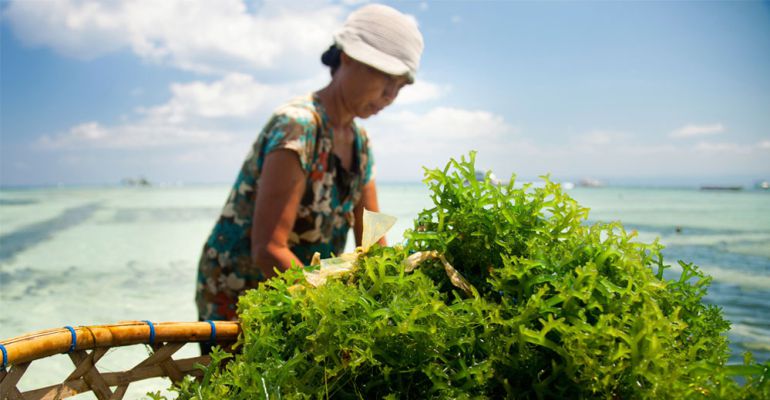 Las algas marinas necesitan un control de conservación tras el aumento de su producción Las algas marinas necesitan un control de conservación tras el aumento de su producción