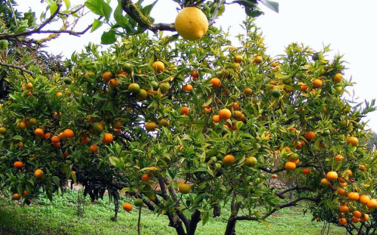 Proponen seguros agrarios de productividad para combatir las pérdidas en cultivos Proponen seguros agrarios de productividad para combatir las pérdidas en cultivos