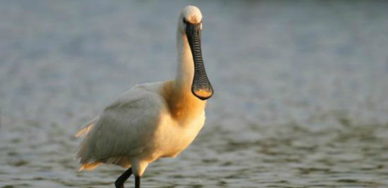 La espátula sería una de la especies más sensibles a la práctica del kitesurf en Urdaibai La espátula sería una de la especies más sensibles a la práctica del kitesurf en Urdaibai