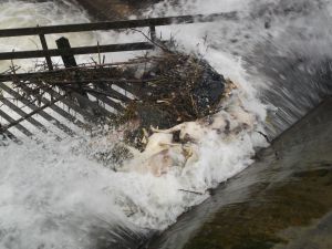 Una trampa mortal para animales salvajes Una trampa mortal para animales salvajes