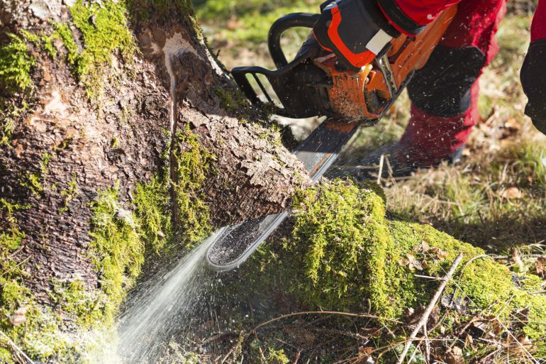 Diputación contrata a los 20 operarios de desbroce para el Bierzo y Laciana Diputación contrata a los 20 operarios de desbroce para el Bierzo y Laciana