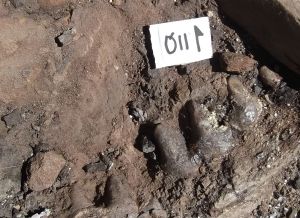Restos paleontológicos encontrados en la excavación del yacimiento 'Baza-1' en la campaña de 2015 Restos paleontológicos encontrados en la excavación del yacimiento 'Baza-1' en la campaña de 2015
